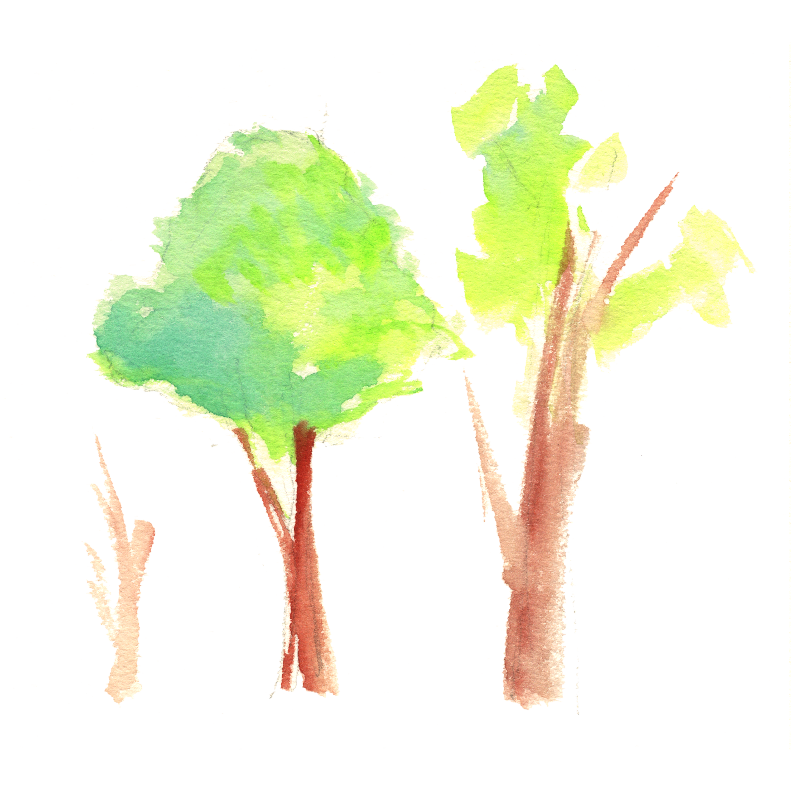 樹木